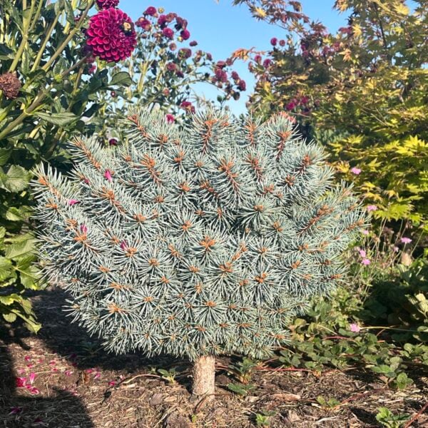 Picea pungens 'Bulldog' Colorado Spruce