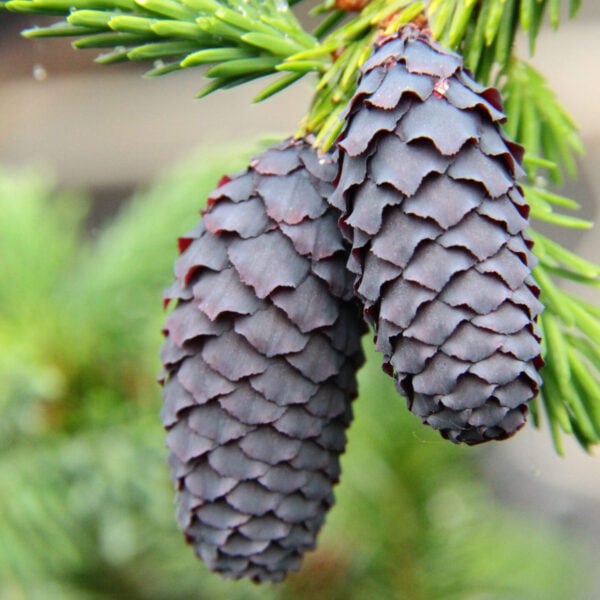 Picea purpurea Purple-Cone Spruce