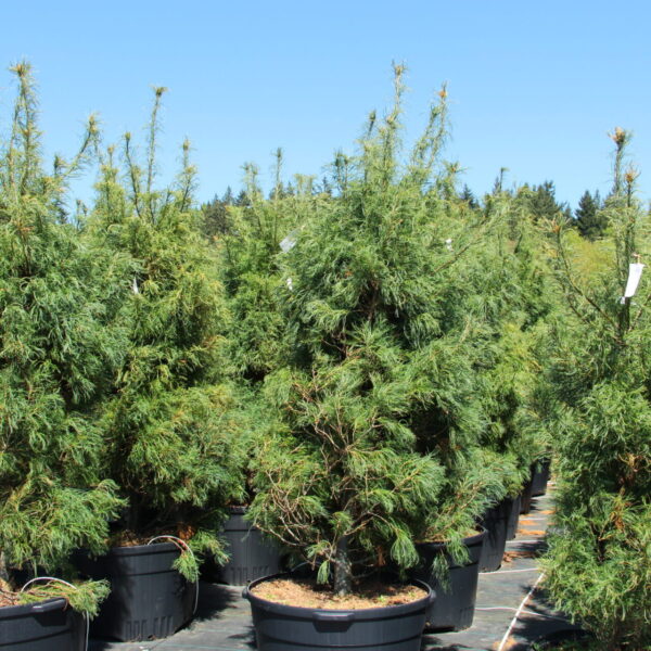 Pinus strobus 'Torulosa' Eastern White Pine