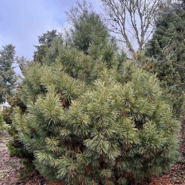 Pinus wallichiana 'Nana' Dwarf Himalayan Pine