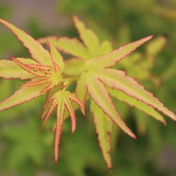 Acer palmatum 'Eimini' Japanese Maple