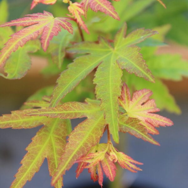 Acer palmatum 'Kawahara Rose' Japanese Maple