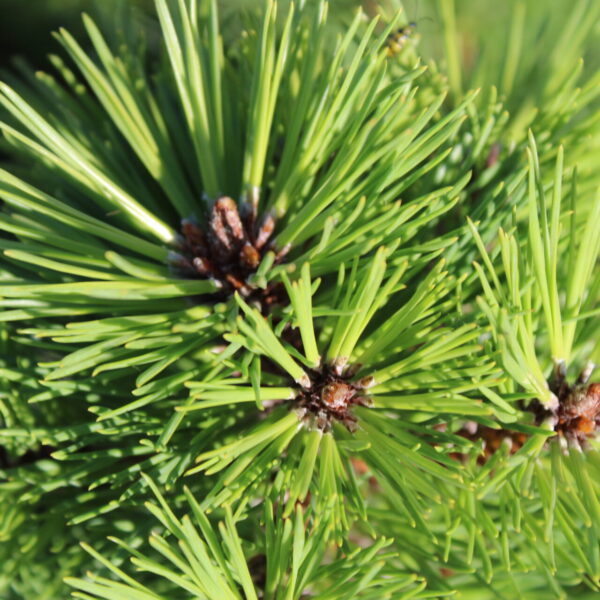 Pinus rigida x taeda 'Maspeth' Loblolly Pitch Pine Hybrid