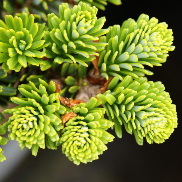 Abies koreana 'Schneestern' Snow Star Korean Fir