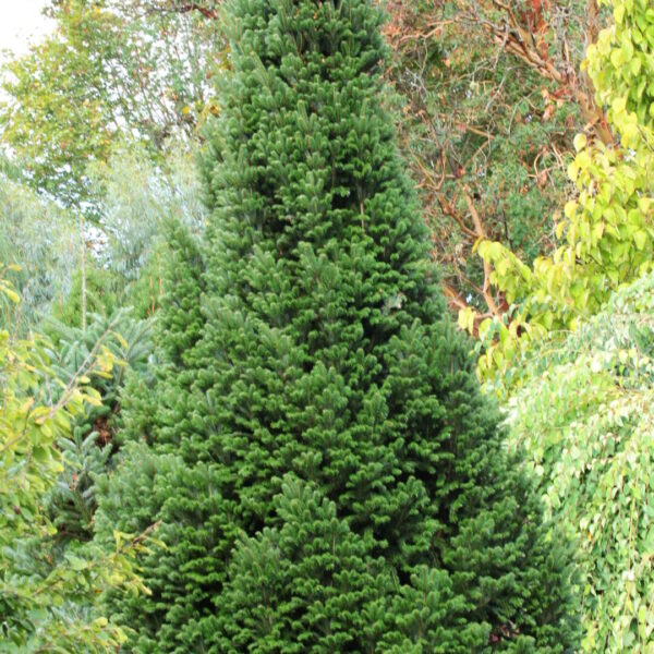 Abies alba 'Pyramidalis' European Silver Fir