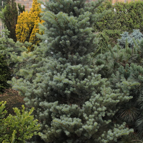 Abies koreana 'Shorty' Specimen 2592
