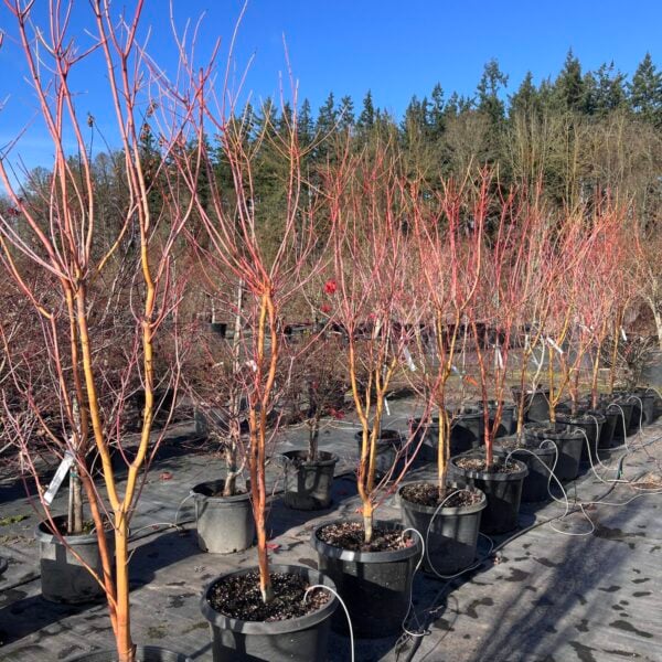 Acer circinatum 'Pacific Fire' Specimen 2611