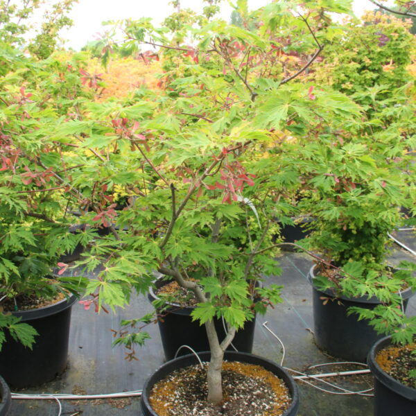 Acer japonicum 'Aconitifolium' ('Maiku jaku') Specimen 2604