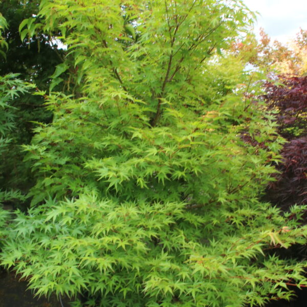 Acer palmatum 'Arakawa' Specimen 2595