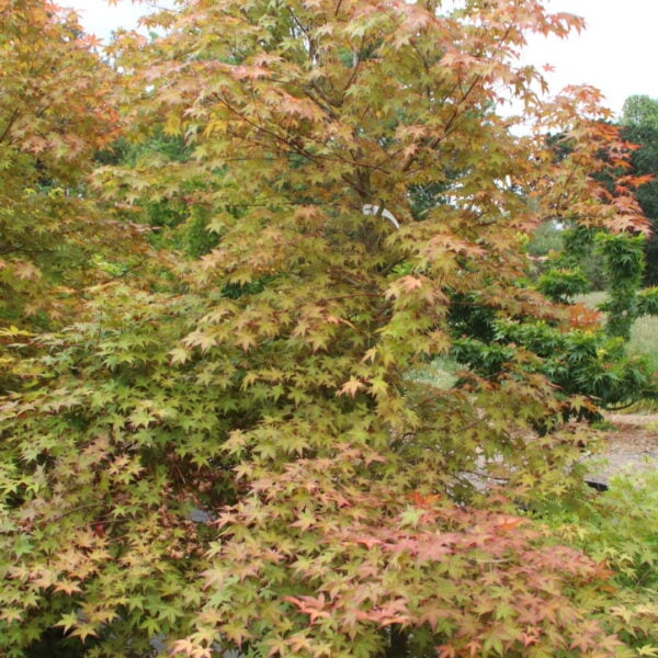 Acer palmatum 'Beni maiko' Specimen 2596