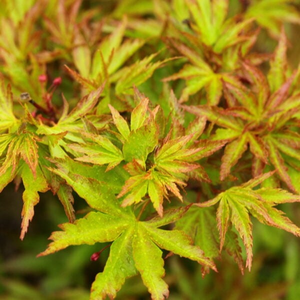 Acer palmatum 'Cynthia's Crown Jewel' Japanese Maple