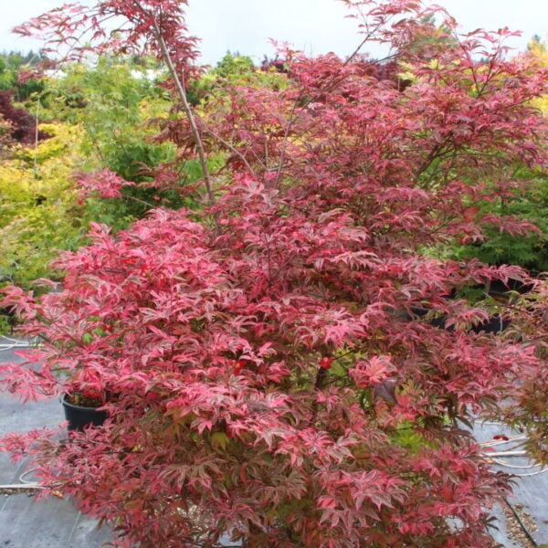 Acer palmatum 'Geisha Gone Wild' Specimen 2620
