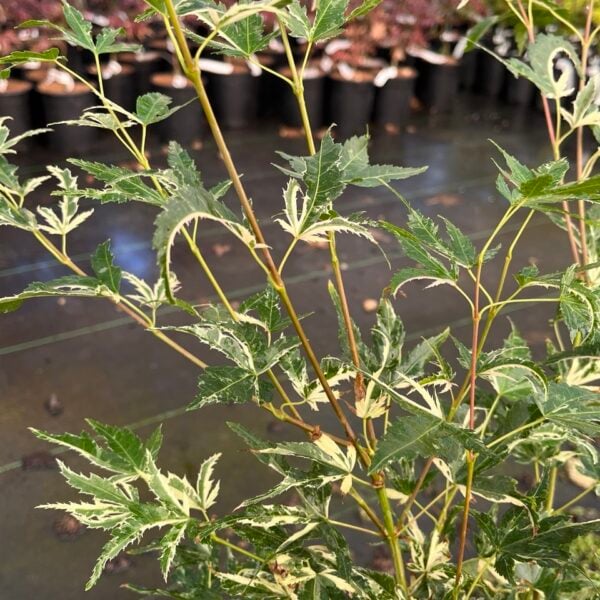 Acer palmatum 'Kasen nishiki' Japanese Maple