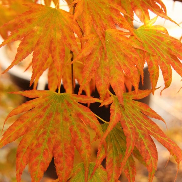 Acer shirasawanum 'Green Elf' Japanese Maple
