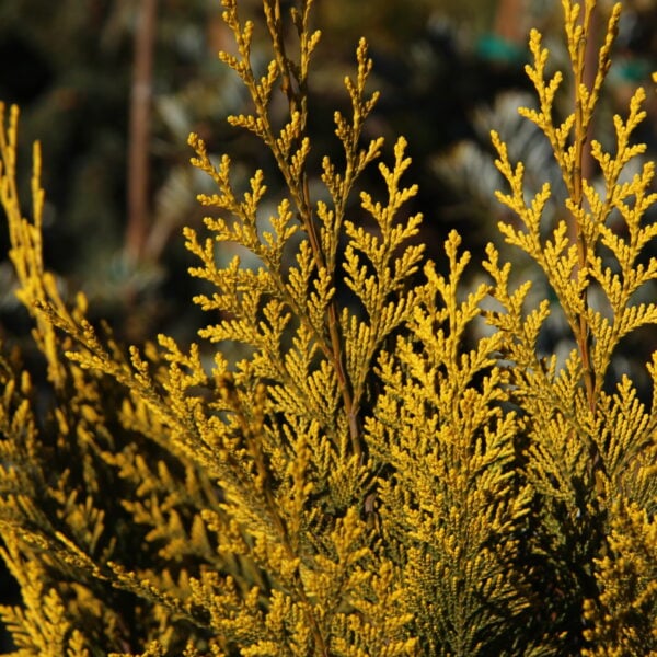 Chamaecyparis lawsoniana 'Ivonne' Lawson Cypress