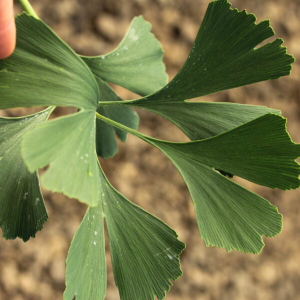 Ginkgo biloba 'Ding-A-Ling' Maidenhair Tree