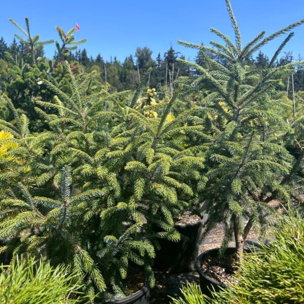 Picea pachyclada Thick-Needle Sargent's Spruce