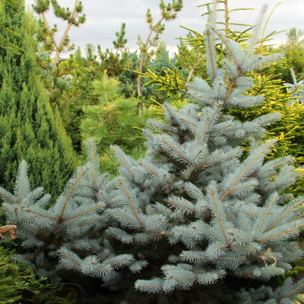 Picea pungens 'Margaret' Colorado Spruce
