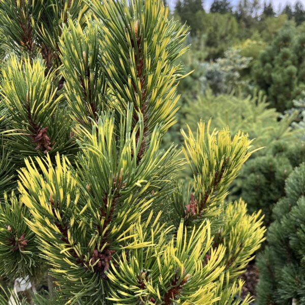 Pinus mugo 'Per Golden' Mugo Pine