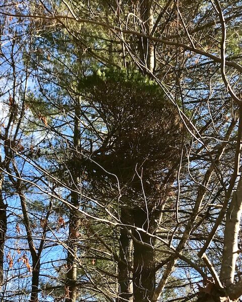 Pinus strobus 'Crow Woods' Eastern White Pine
