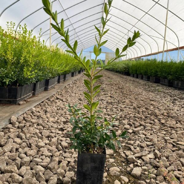 Buxus sempervirens ‘Schmidt’ Schmidt Boxwood Tree Pot