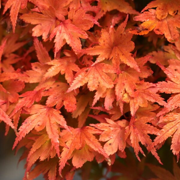 Acer palmatum 'Coonara Pygmy' Japanese Maple