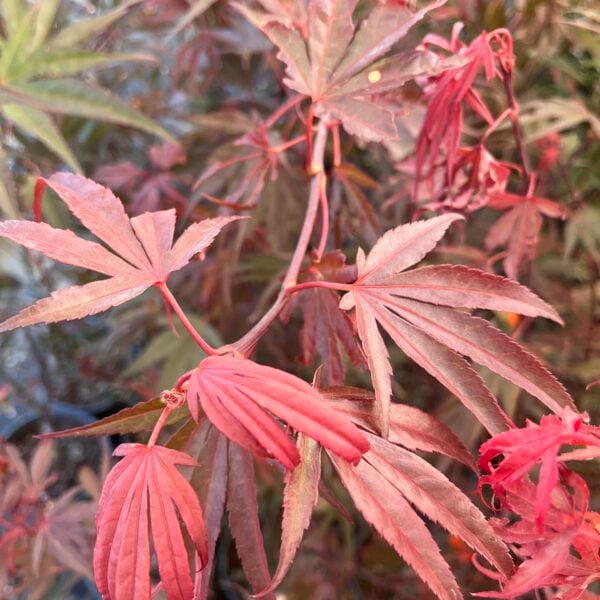 Acer palmatum 'Fireball' Japanese Maple