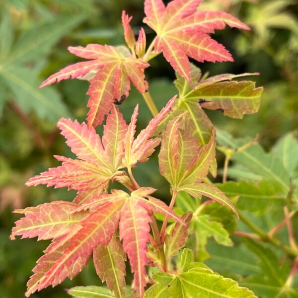 Acer palmatum 'Kristin's Star' Japanese Maple