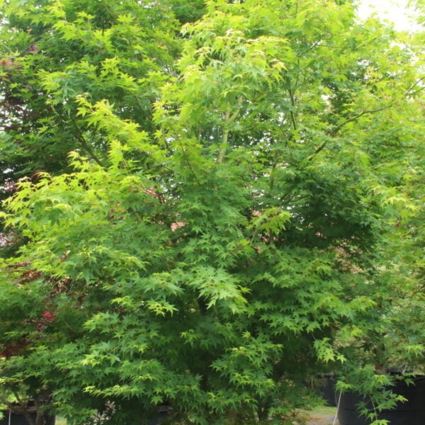 Acer palmatum 'Tsukasa Silhouette' Specimen 2593