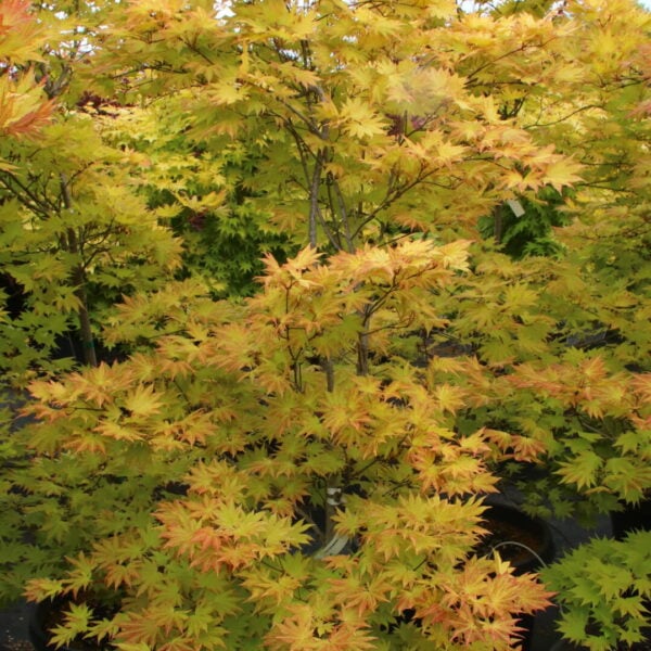 Acer shirasawanum 'Autumn Moon' Specimen 2609