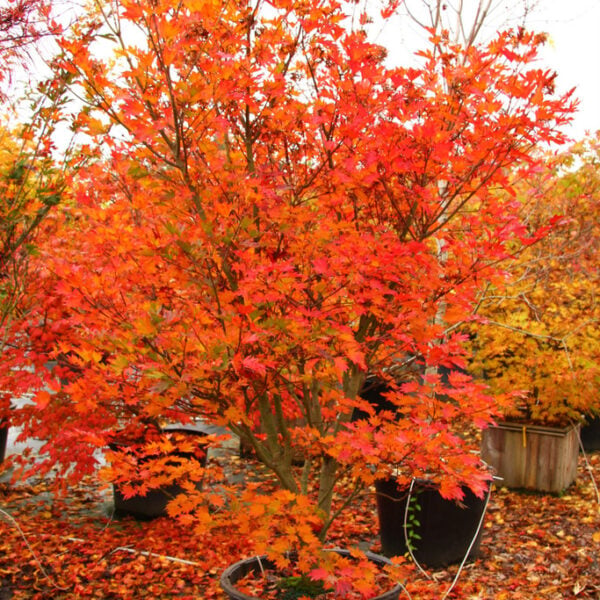 Acer sieboldianum 'Ogura yama' Siebold Maple