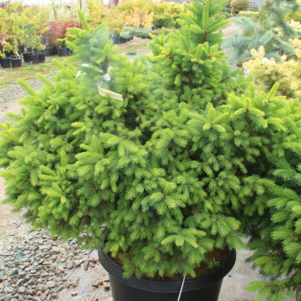 Picea abies 'Stephanie's Green Golf Ball' Specimen 2645