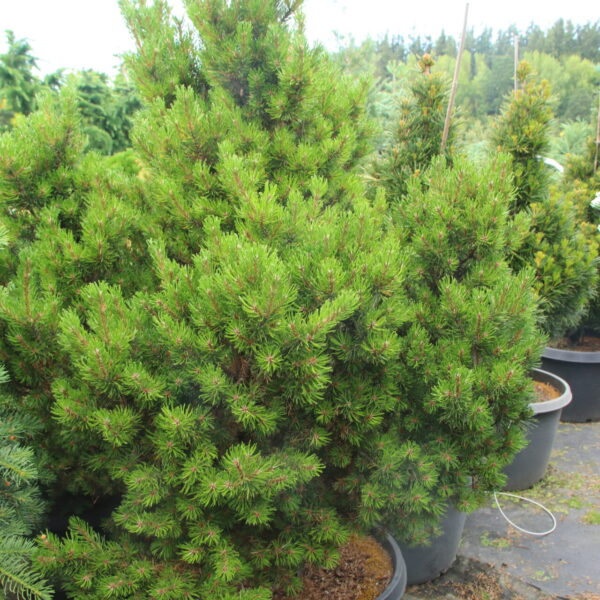Pinus banksiana 'Lockport' Specimen 2658