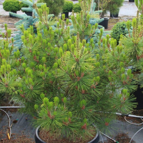 Pinus densiflora 'Little Christopher' Specimen 2632