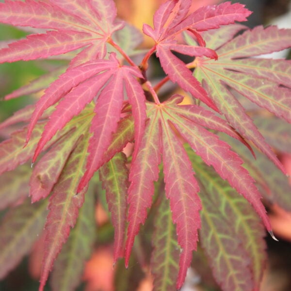 Acer palmatum 'Holy Sister Lucia' Japanese Maple