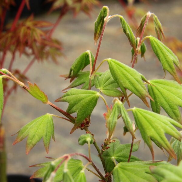 Acer palmatum 'Jade Gate' Japanese Maple
