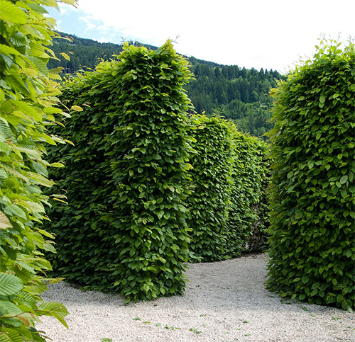 European hornbeam hedge forming a formal walkway
