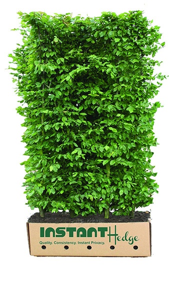 Close detail of European hornbeam foliage