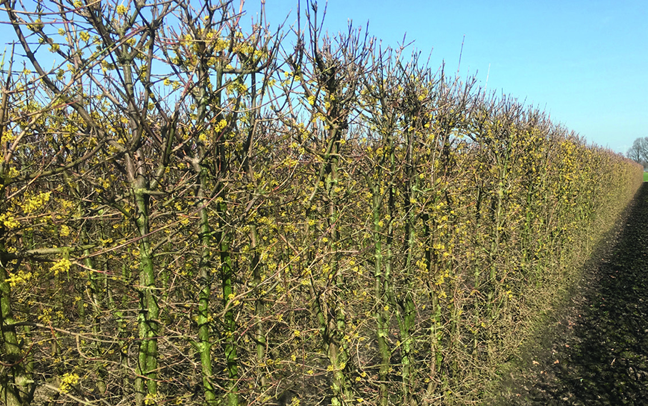 00000078-cornus-mas-cornelian-cherry-spring-bloom-yellow-flower-1.bmp 00000078-cornus-mas-cornelian-cherry-spring-bloom-yellow-flower-1.bmp