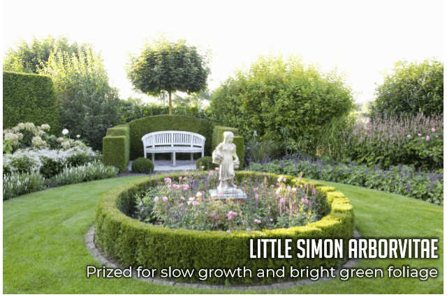 littlesimongraphic.png littlesimongraphic.png